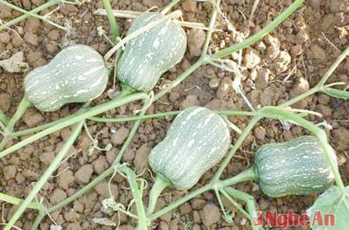 Hiệu quả của Nghị quyết khai thác vùng đất bãi ở Nam Đàn