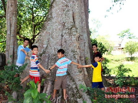 Chiêm ngưỡng những cây cổ thụ hàng trăm năm tuổi ở đình Dương Liễu