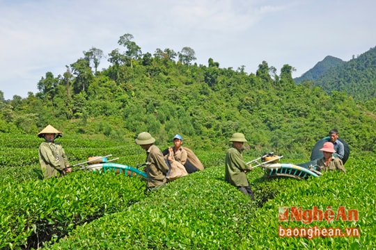 Phát huy vai trò của các tổng đội TNXP