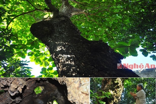'Cổ mộc nhãn' của cây bàng hơn 500 tuổi ở Nghệ An