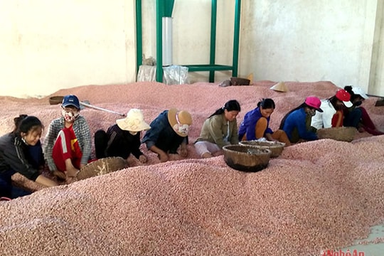 Nghệ An: Xuất khẩu trên 2.700 tấn lạc nhân