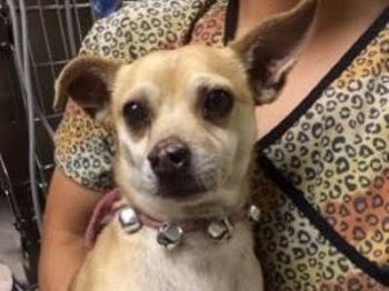 Chó phê ma tuý đá, chủ phải nộp phạt 50.000USD