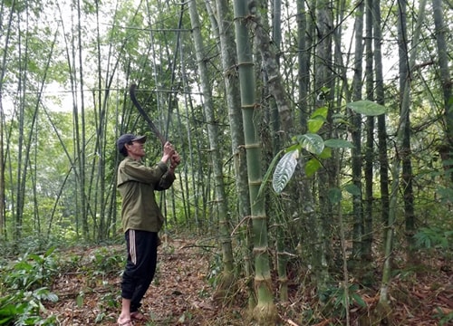 Cây mét xóa nghèo ở Lạng Khê