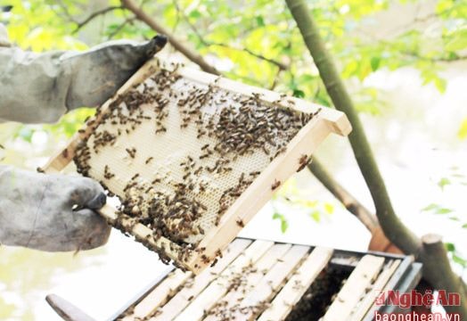 Nuôi ong mật ở Nam Đàn thu tiền tỷ