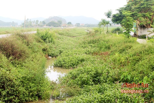 Kênh tiêu Bình Sơn bồi lắng gây ngập úng hàng trăm ha lúa