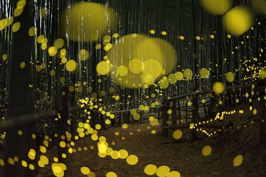 Rừng đom đóm đẹp mê hoặc ở Nhật Bản