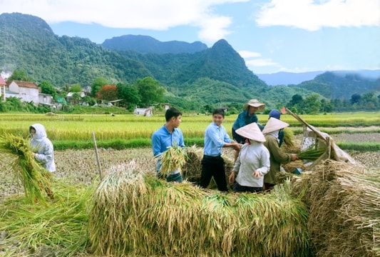 'Lúa mới' xóa nghèo trên đất Tương Dương