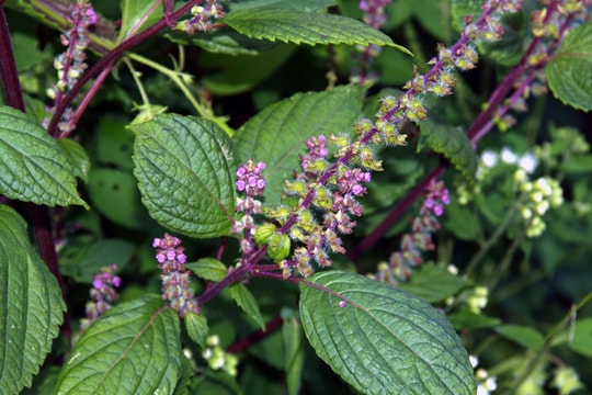 Tía tô: Thuốc quý từ rễ đến lá