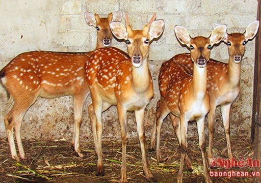 Nghề nuôi hươu ở Quỳnh Lộc