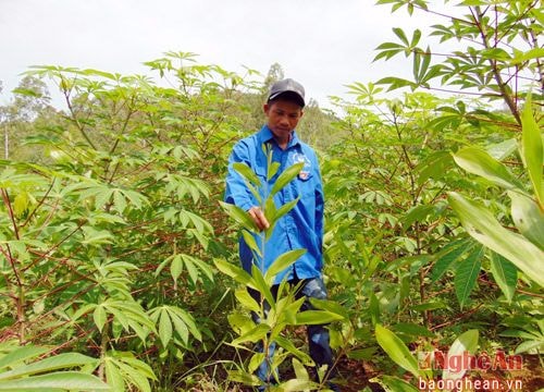 Nghệ An: Bí thư chi đoàn 9X thu trăm triệu đồng từ VACR