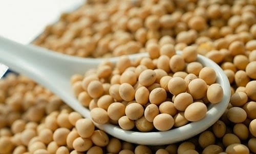 Những lí do khiến bạn nên tăng cường ăn đậu