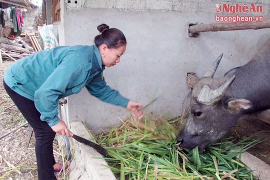Hướng thoát nghèo của người phụ nữ Thái ở Môn Sơn