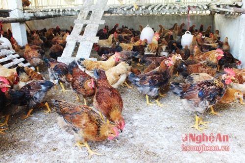 Hỗ trợ nuôi giống gà lông màu ở Quỳnh Lưu