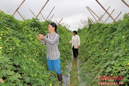 Nghệ An: Có 455 mô hình sản xuất bền vững theo tiêu chí nông thôn mới