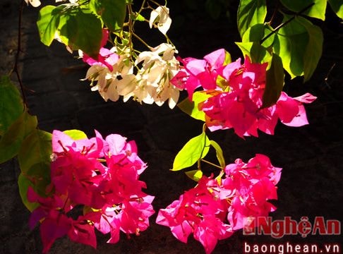 Loài 'hoa đón nắng' ở Nghệ An