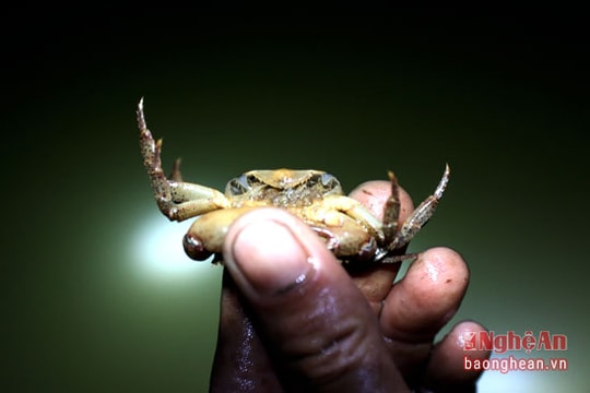 Độc đáo nghề bắt cua đêm trên sông Lam