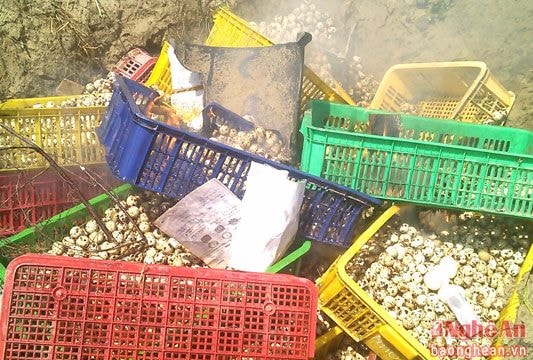 Tiêu hủy hơn 40.000 quả trứng gia cầm không rõ nguồn gốc