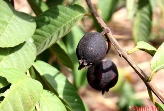 Vựa ổi ở Nghệ An mất mùa vì nắng hạn