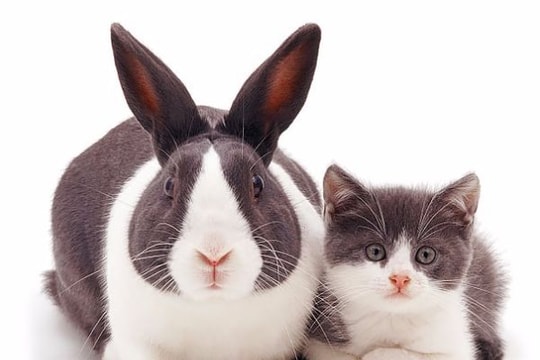 Ngộ nghĩnh những con vật giống nhau đến kỳ lạ