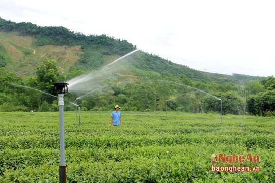 Nghệ An: Triển khai 25 mô hình khuyến nông mới