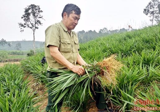 'Cần câu' thoát nghèo của nông dân Anh Sơn
