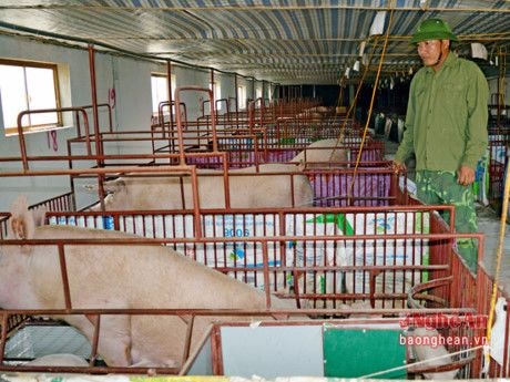 Nghị quyết chăn nuôi 'sạch' ở Nghi Long