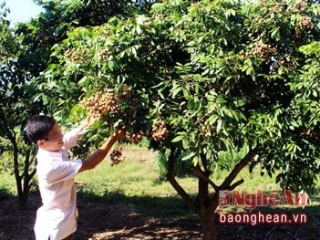 Nhãn lồng trồng ở Quỳnh Lưu, mỗi gốc đạt gần 200 kg