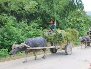 Nghệ An: Xem xét cơ chế hỗ trợ xi măng giao thông nông thôn đối với các địa phương có điều kiện đặc thù