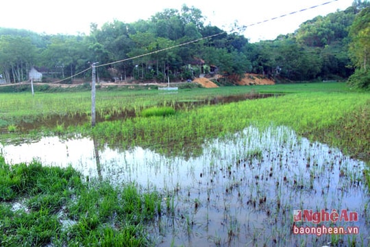 Anh Sơn: 1 hộ lấn đất trái phép, 30 hộ không có ruộng sản xuất