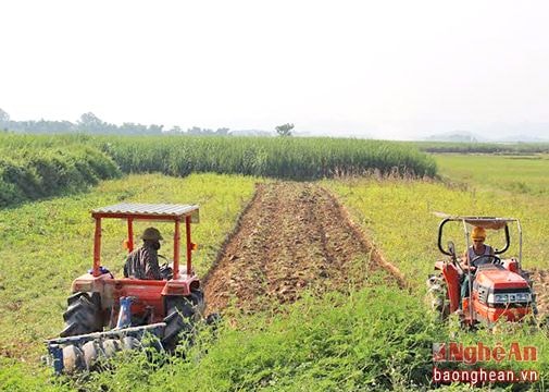 62 cánh đồng lớn ở Nghệ An