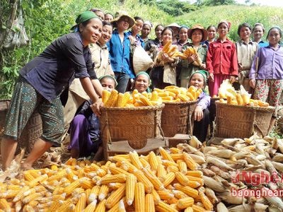 Xem xét các chính sách hỗ trợ giống cây, con cho nhân dân vùng dân tộc thiểu số Nghệ An