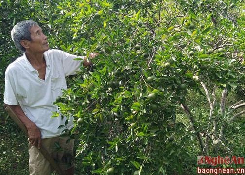 Từ vườn tạp đến vườn cây ăn quả của CCB Anh Sơn