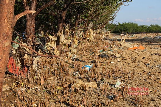 Rác tấn công đường sinh thái và rừng bần ven sông Lam