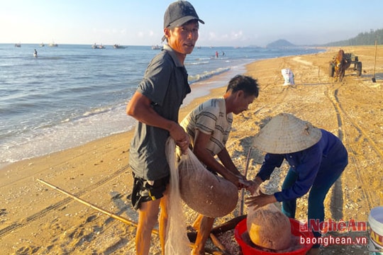 'Săn' ruốc biển xuất khẩu ở vùng biển Nghệ An
