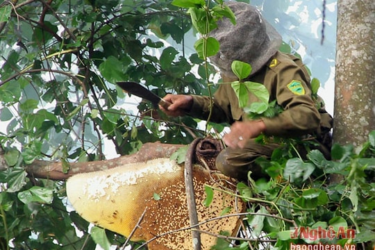 Kỹ nghệ săn mật ong rừng ở miền Tây xứ Nghệ