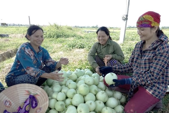 Dưa lê ở Nghệ An đạt 200 triệu đồng/hécta