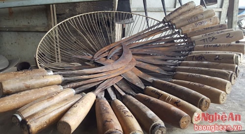 Cắt chấu liềm sống lại nghề xưa cũ