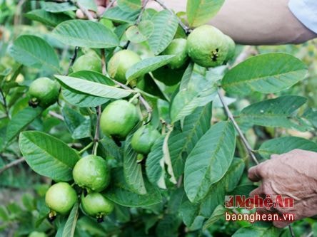 Trồng ổi nhập ngoại cho thu nhập hơn 200 triệu đồng/năm