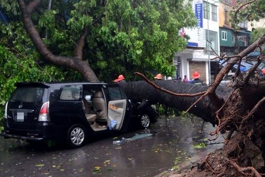 Nhiều xe sang bị đè nát do cây đổ ở Hà Nội khi bão số 1 đi qua