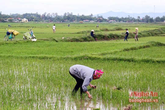 Nông dân phấn khởi vì 'mưa vàng' giải nhiệt