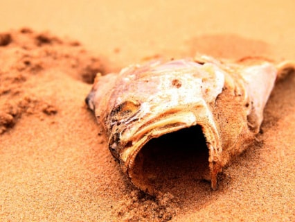 Bồi thường thiệt hại do Formosa gây ra sẽ đến dân trong tháng 8