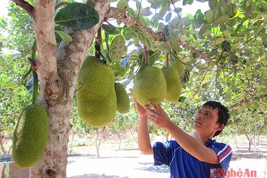 Trồng mít Thái trên vườn tạp, thu trăm triệu mỗi năm