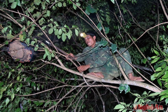 Hiểm nguy đốt ong vò vẽ ở miền Tây xứ Nghệ