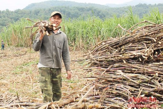 Cây 'giảm nghèo' ở bản Bãi Xa