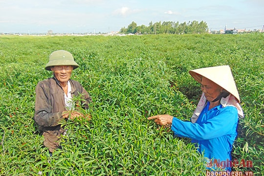 Trồng ớt cay Ando 69 đạt 200 triệu đồng/ha