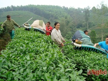 Nghệ An: Điều chỉnh, bổ sung  quy hoạch phát triển cây, con và nông sản chủ lực gắn với thị trường tiêu thụ
