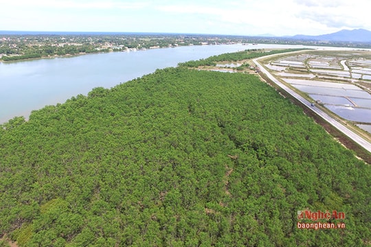 Bức tranh sinh động của rừng bần ngoại ô Thành Vinh