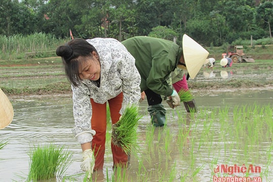 Nông dân Tân Kỳ tranh thủ khép diện tích lúa sau 'mưa vàng'