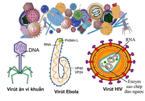 Bạn có biết virút là gì không? Vì sao chúng gây ra thật lắm bệnh?
