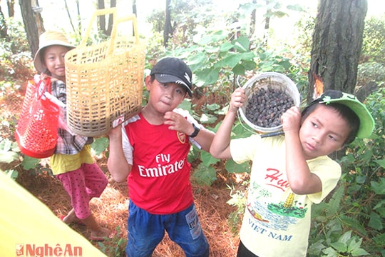 Trẻ em xứ Nghệ leo đồi hái sim